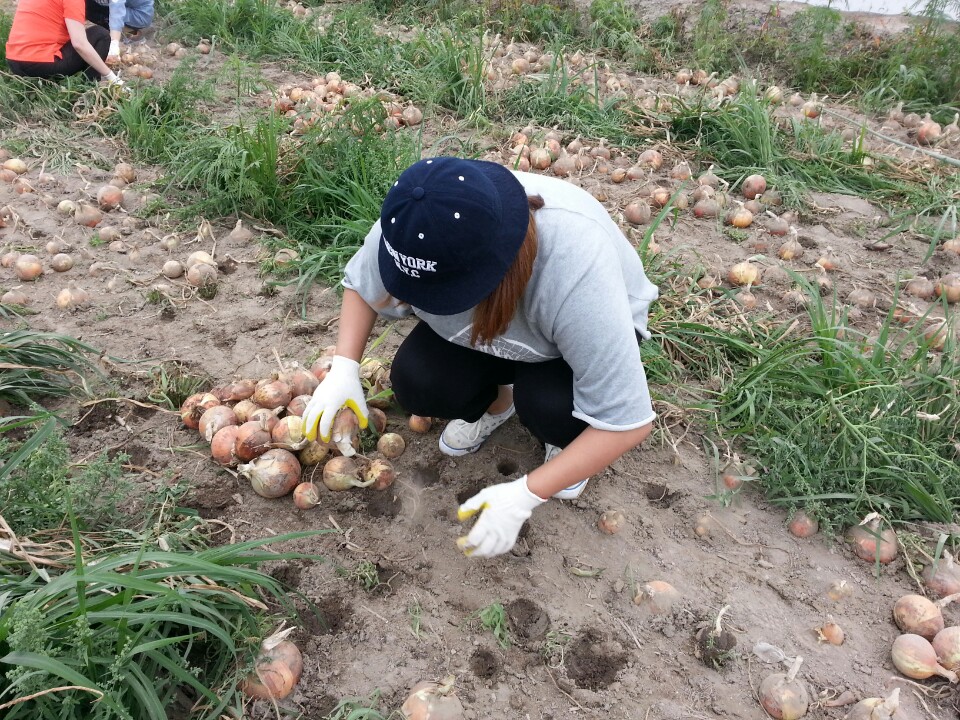 양파 (10).jpg