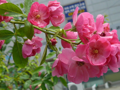 60_찔레꽃.jpg